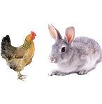 適合鴿子、禽類